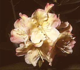 R. 'Yellow Saucer'