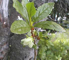 R. 'albiflorum'