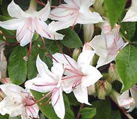 R. 'arborescens'