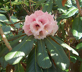 R. 'arizelum'