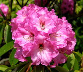 R. 'Barbara Hall'