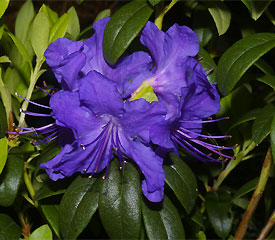 R. 'Blue Ridge'