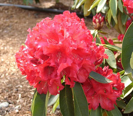 R. 'Briggs Red Star'