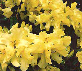 R. 'California Gold'