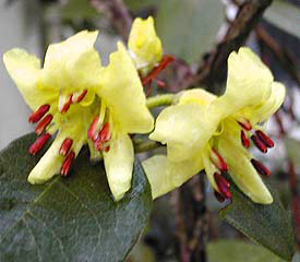 R. 'chrysodoron'