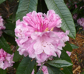 R. 'coeloneuron'