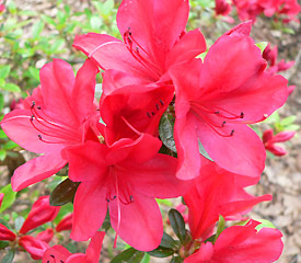 R. 'Coronado Red'