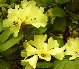 R. 'eclecteum'