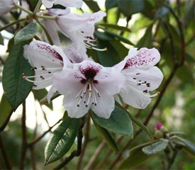 R. 'floribundum'