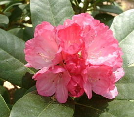 R. 'Hachmann's Belona'