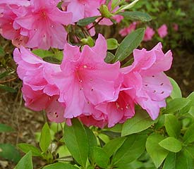 R. 'Pink Ruffles'