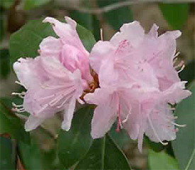 R. 'Pioneer Silvery Pink'