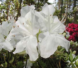 R. 'Pleasant White'