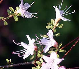 R. 'serpyllifolium'