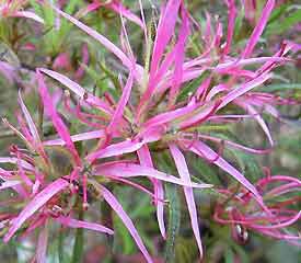 R. 'stenopetalum'