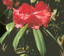 R. 'strigillosum'