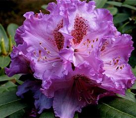 R. 'Violet Mist'