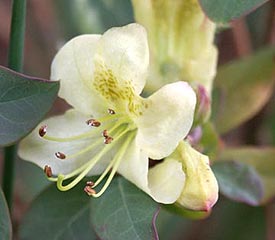 R. 'viridescens'