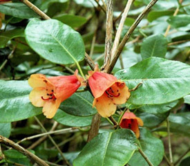 R. 'viscidifolium'