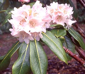 R. 'watsonii'