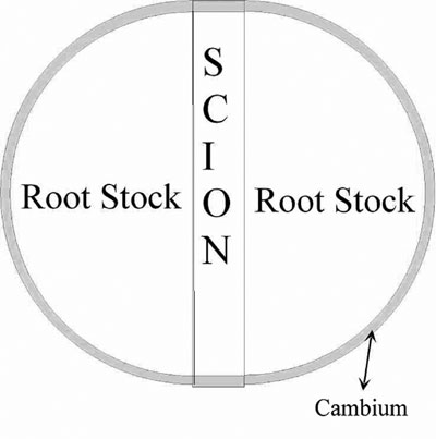 Center cut graft cross-section