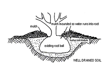 Planting rhododendron in well-drained soil