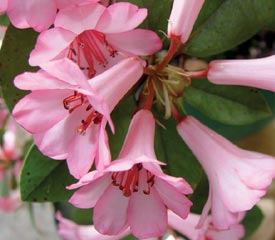 R. 'Cape Cod Cranberry'