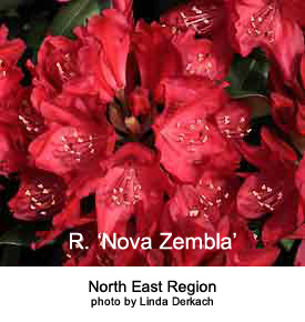 R. 'Nova Zembla'